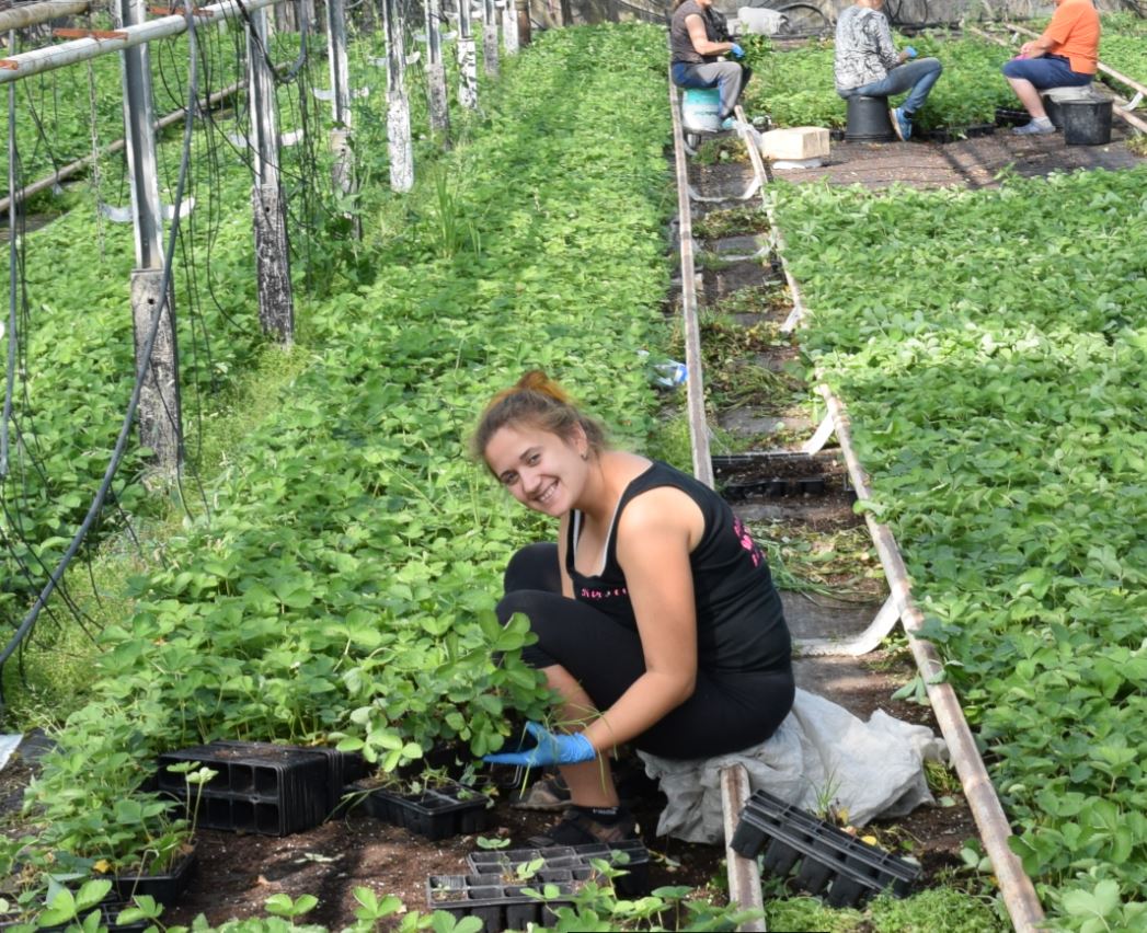 Работа в теплицах в Польше · Говорим по-русскиTOP-PLANT